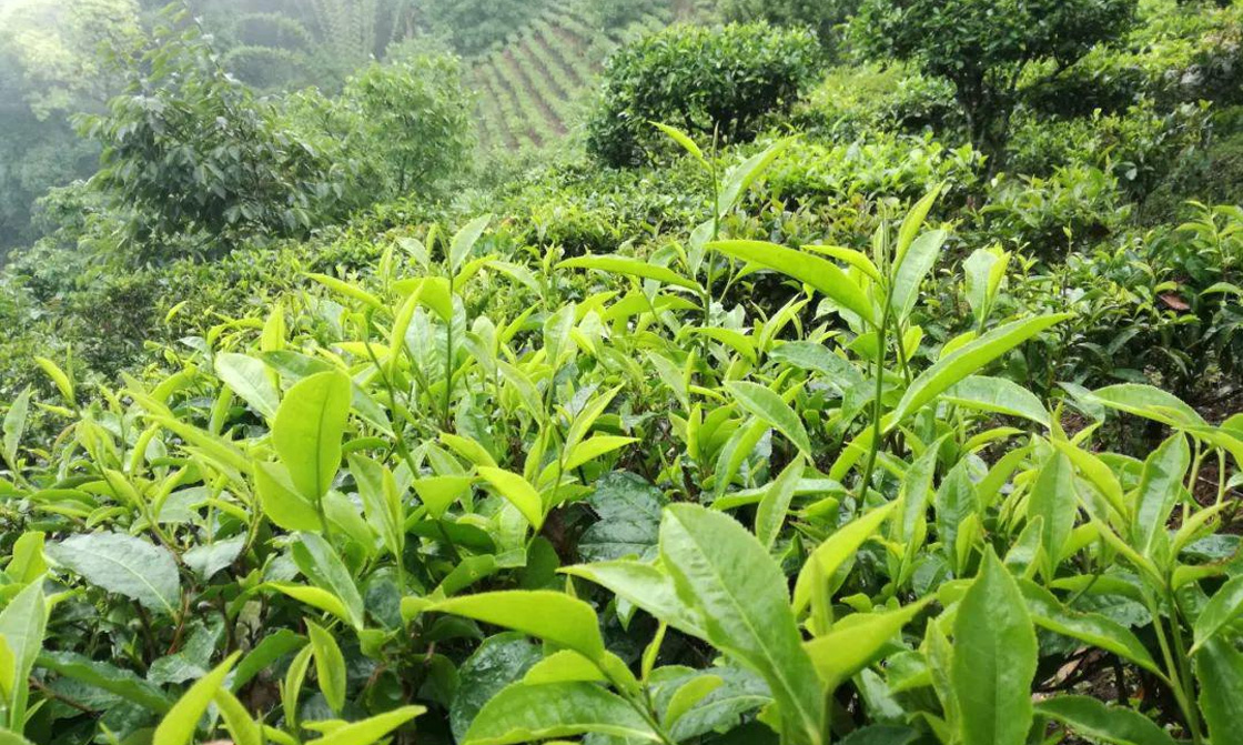 茶葉系列